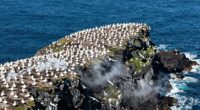 seabird colonies transform islands