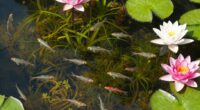 small water bodies matter