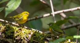 species dividing ecological roles