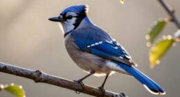 telephoto lens for wildlife