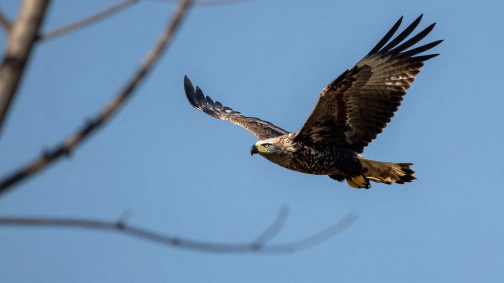 telephoto lenses enhance photography