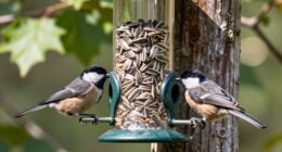 top bird feeder cameras