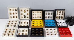 top insect storage containers