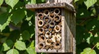 top mason bee house picks