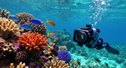 top reef snorkeling cameras