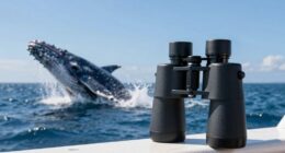 top whale watching binoculars