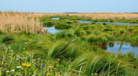 wetland restoration boom