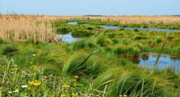 wetland restoration boom