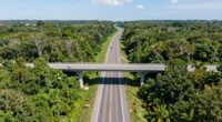 wildlife crossings prove effective