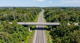 wildlife crossings prove effective