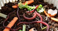 worm bins create compost quickly