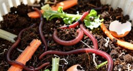 worm bins create compost quickly