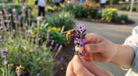 Protecting pollinating insects could improve diets and livelihoods worldwide
