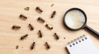 Ants: Who Looks After The Injured In A Colony?