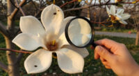 Magnolias Are So Old That They're Pollinated By Beetles, Not Bees