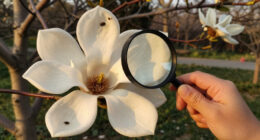 Magnolias Are So Old That They're Pollinated By Beetles, Not Bees
