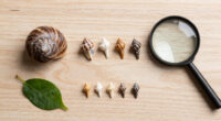 Snails' teeth beats spider silk as nature's strongest material (2015)