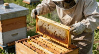 Spider Venom Kills Varroa Mites Without Harming Honeybees