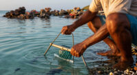 Bomb Fishing Is Wreaking Havoc On Indonesia's Coral Reefs