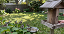 12 Best Bird Feeders for Backyard Birds in 2027
