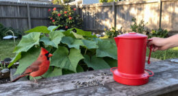 14 Best Bird Feeders for Cardinals in 2027