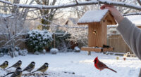 14 Best Winter Bird Feeders for Cold Weather Durability in 2027