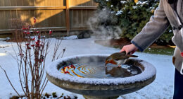 15 Best Heated Bird Baths for Winter Birds in 2027