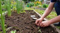 15 Best Native Plant Seeds for Pollinator Gardens in 2027